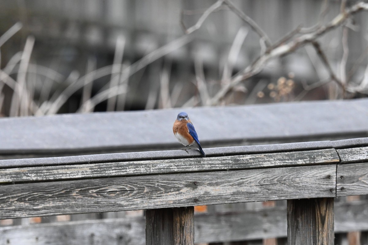 Блакитник східний - ML646674189