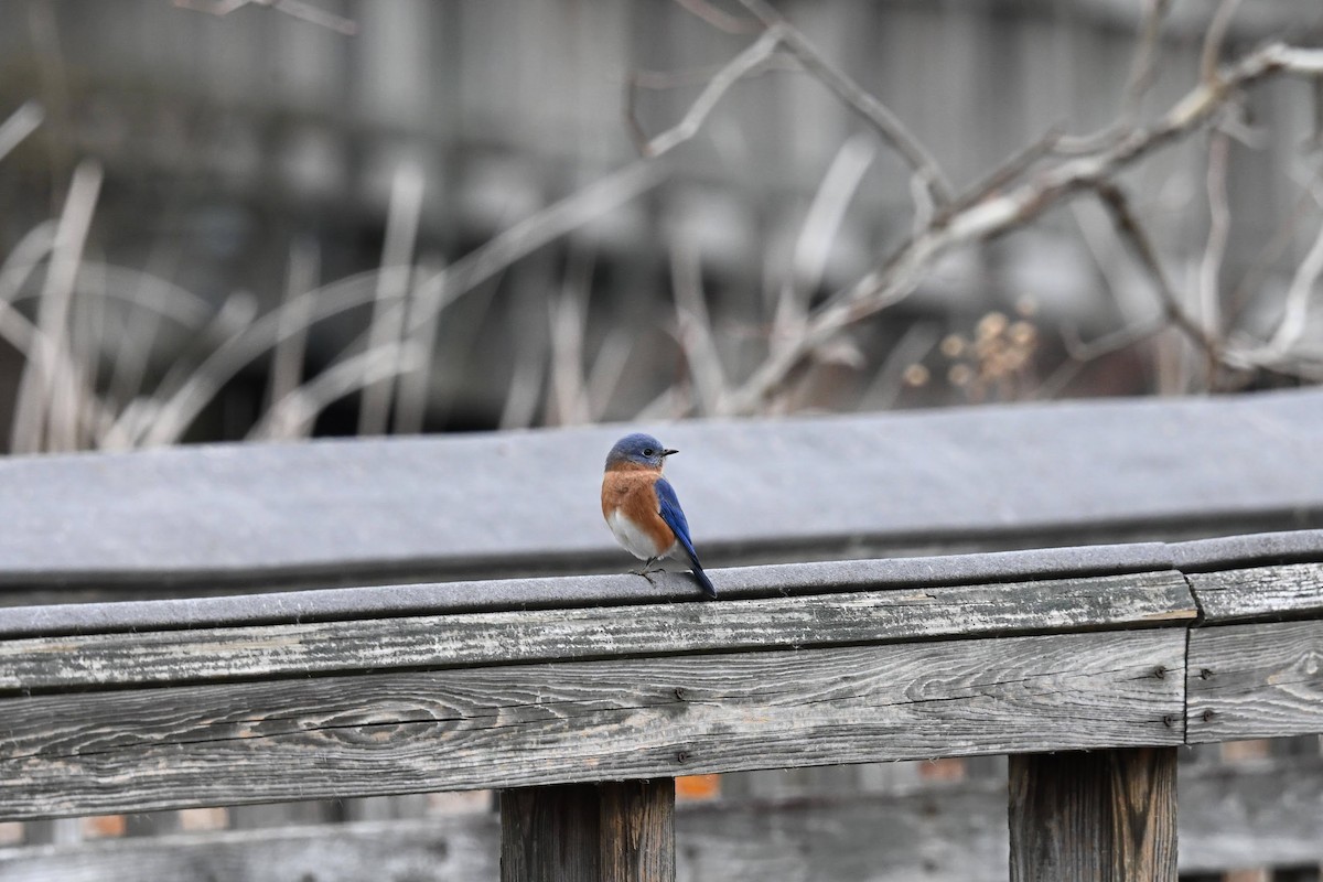 Блакитник східний - ML646674190