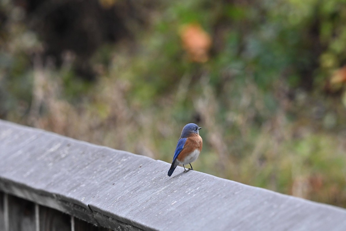 Блакитник східний - ML646674191