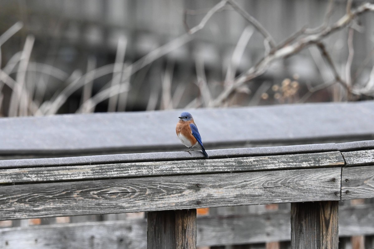 Блакитник східний - ML646674192