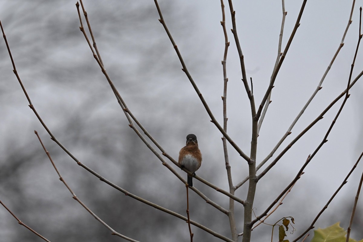 Блакитник східний - ML646674193
