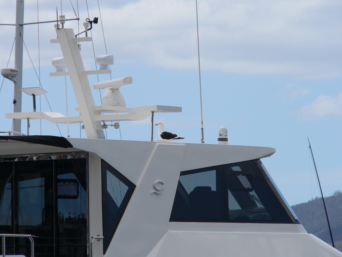 Доминиканская чайка - ML646674194