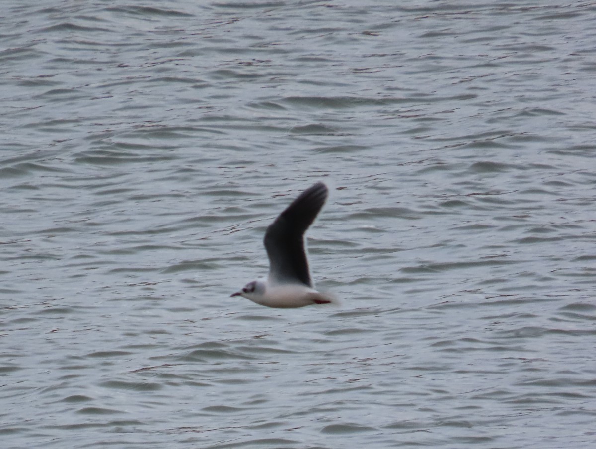 Little Gull - ML646674201