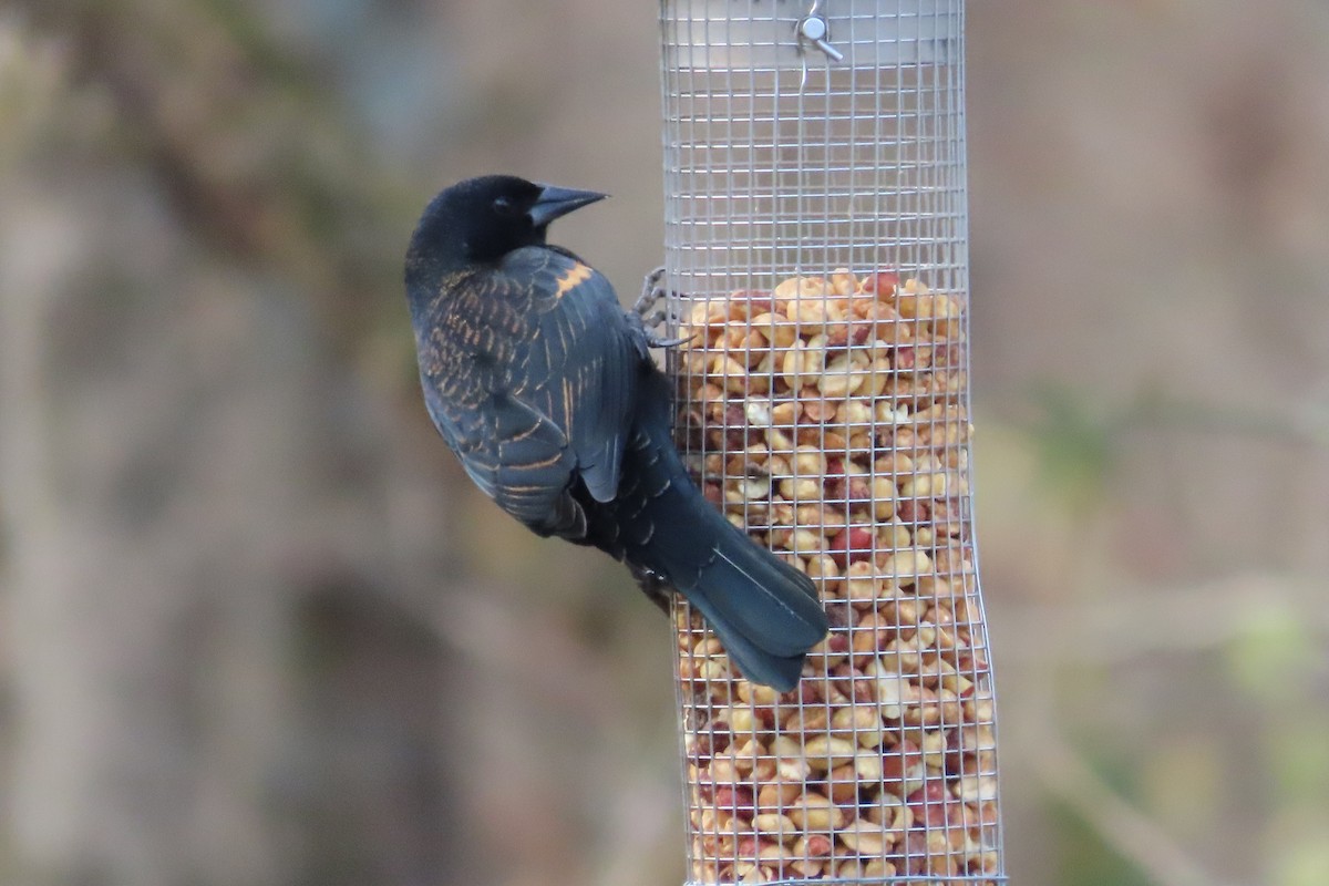 Red-winged Blackbird - ML646674204