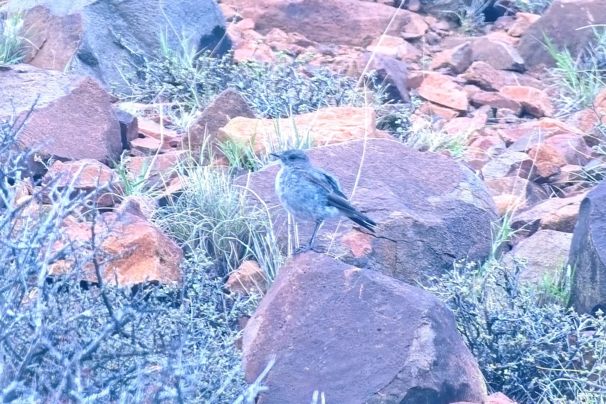 Mountain Chat - ML646674205