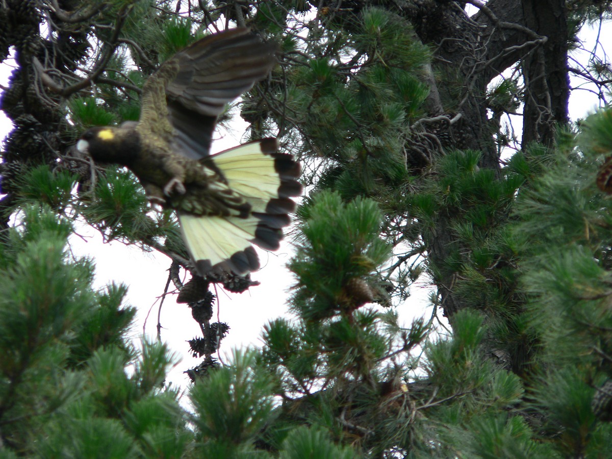 Желтохвостый траурный какаду - ML646674206