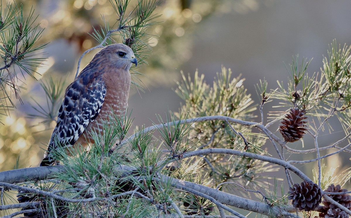 Red-shouldered Hawk - ML646674207