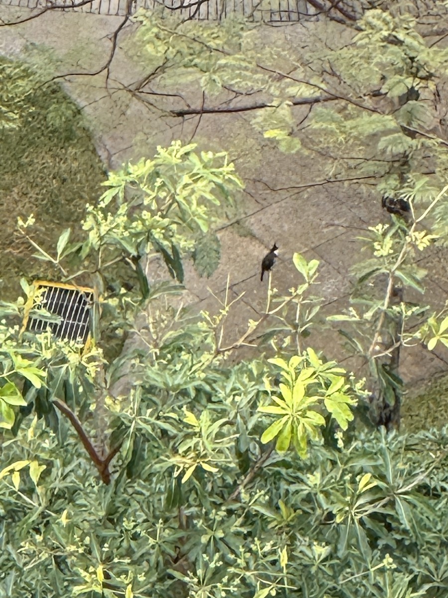 Red-whiskered Bulbul - ML646674208