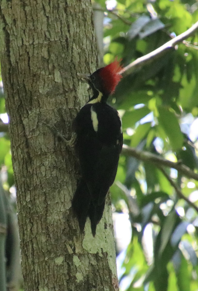 Lineated Woodpecker - ML64667421