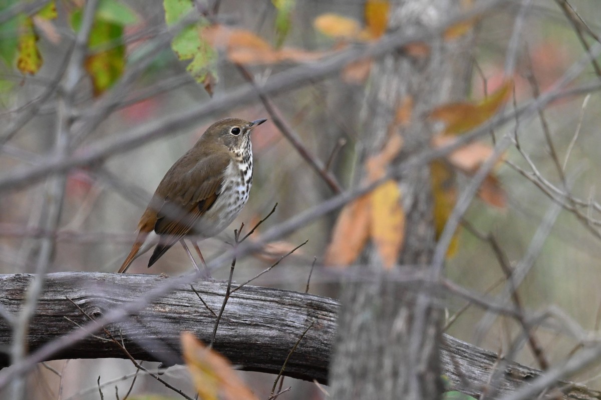 Hermit Thrush - ML646674211