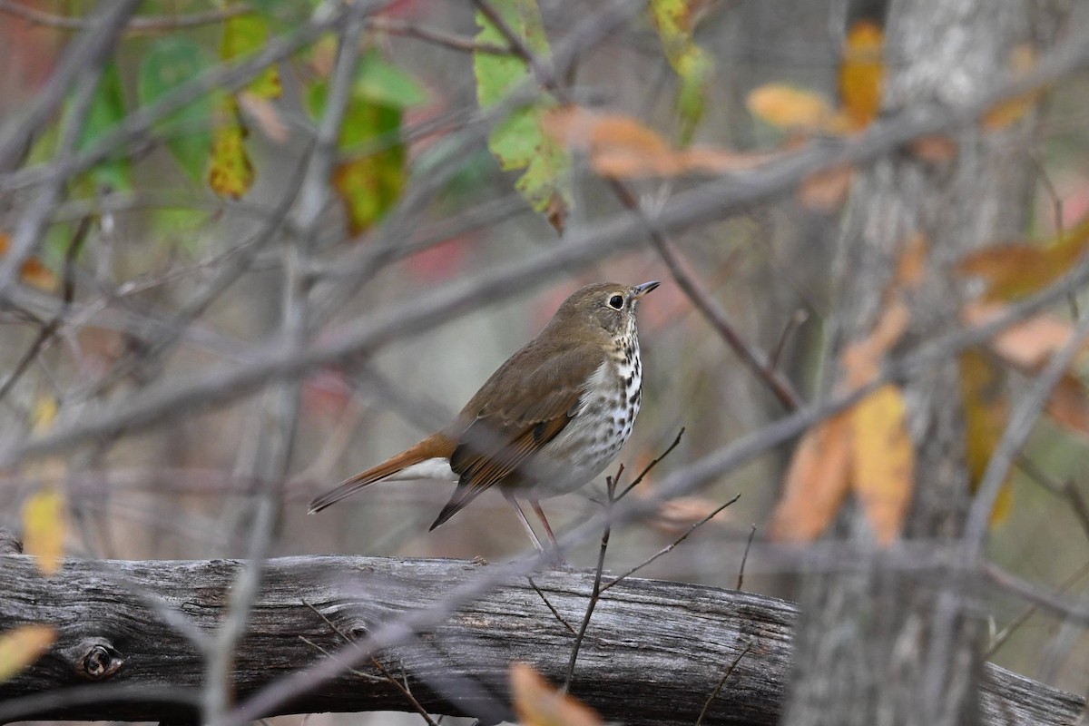 Hermit Thrush - ML646674212