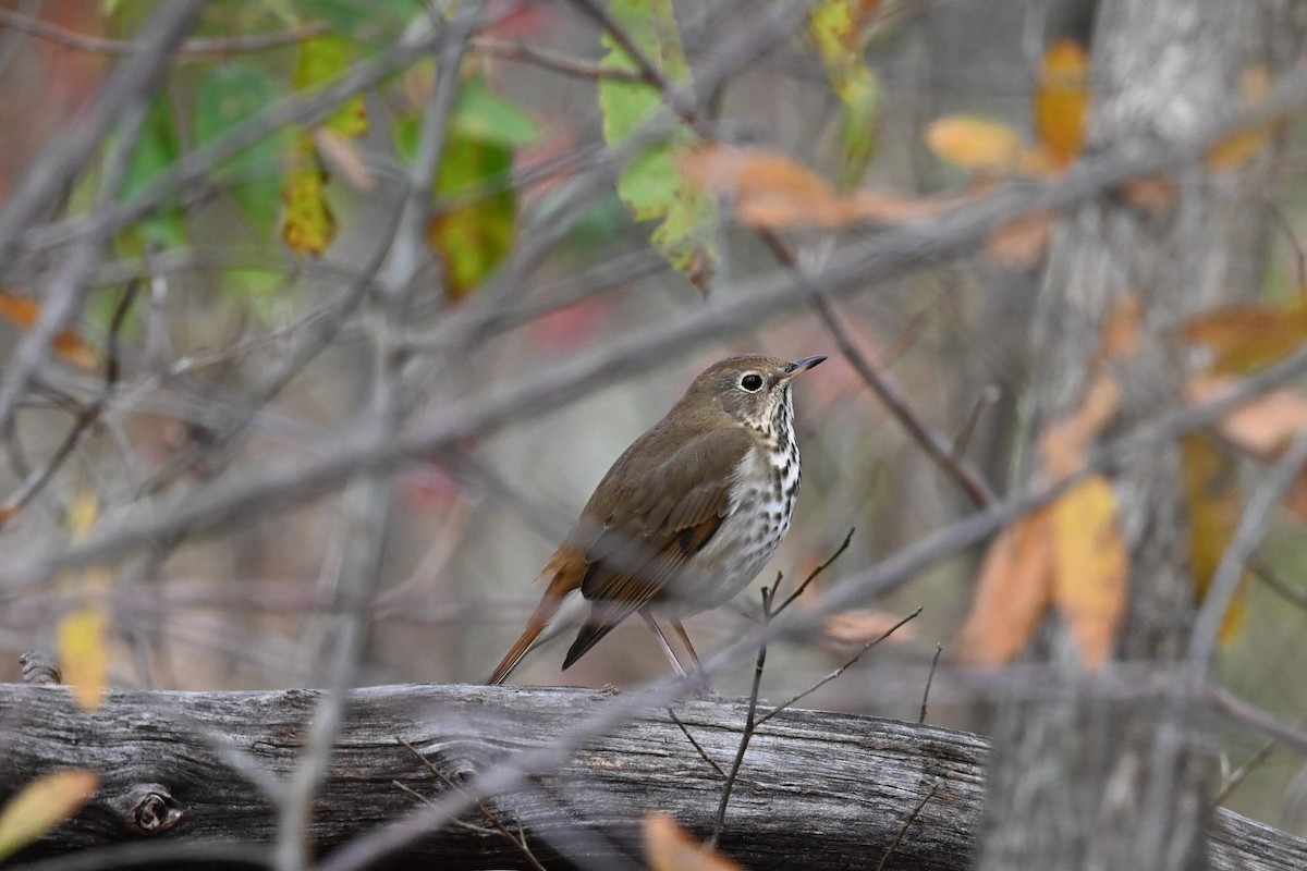 Hermit Thrush - ML646674213