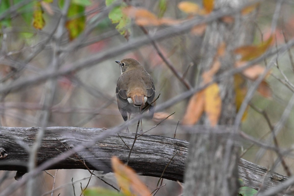 Hermit Thrush - ML646674214