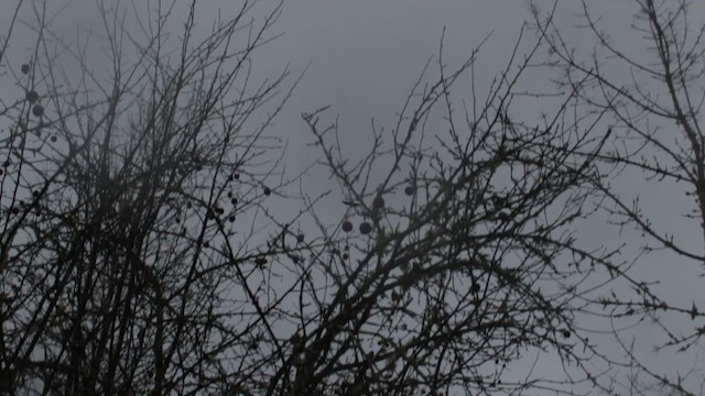 Американская ворона - ML646674215