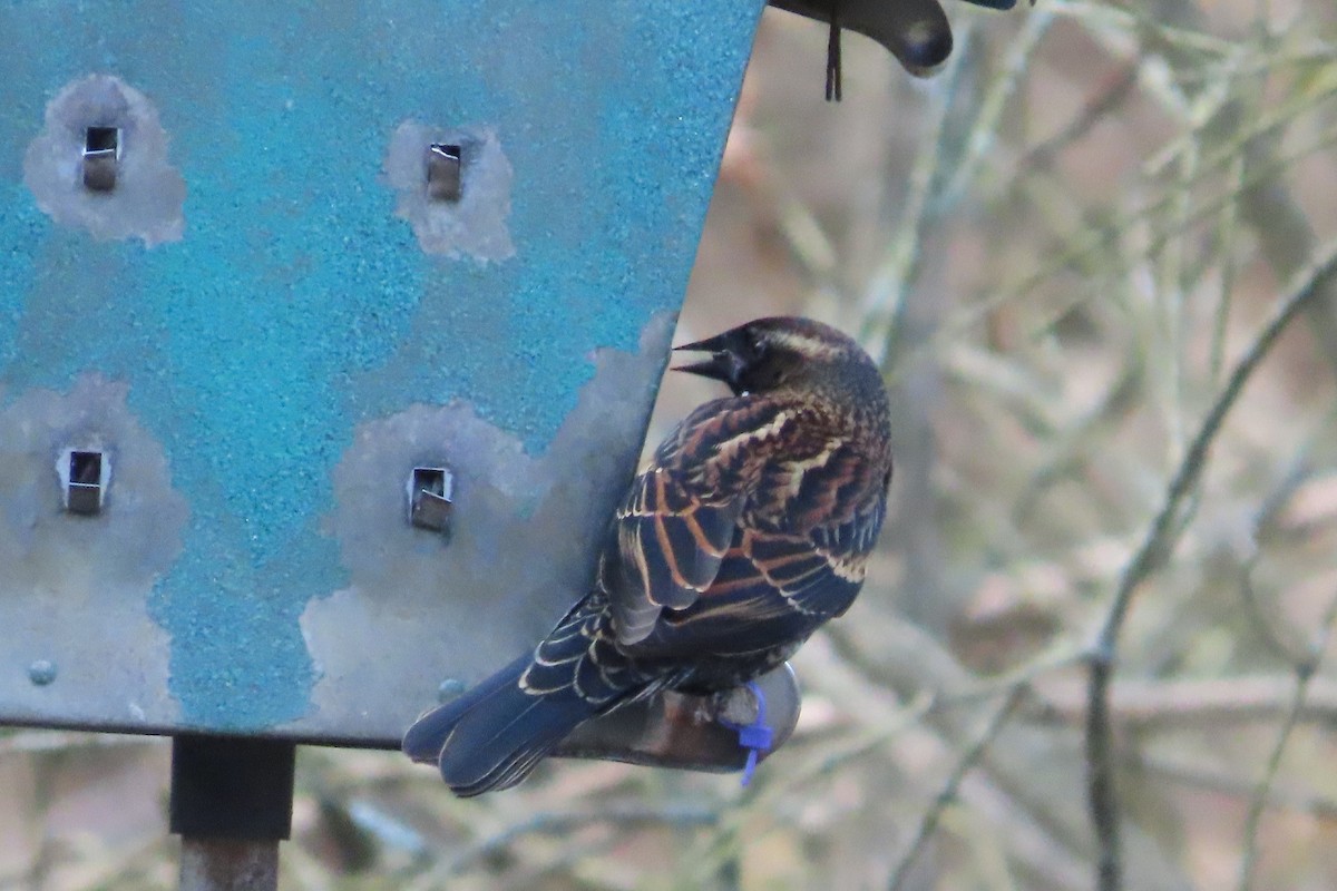 Red-winged Blackbird - ML646674216