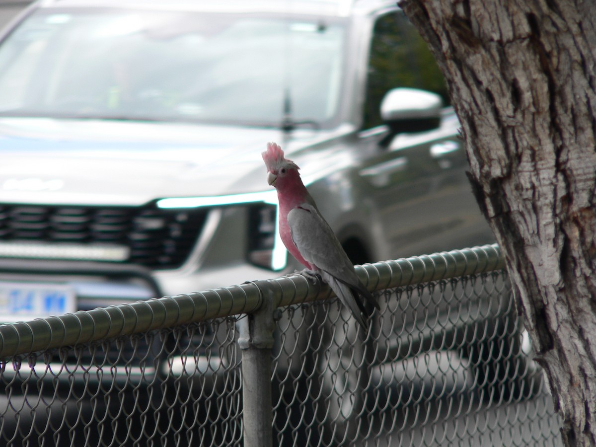 Розовый какаду - ML646674219