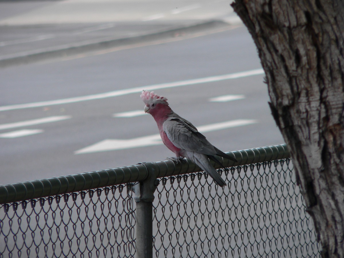 Розовый какаду - ML646674220