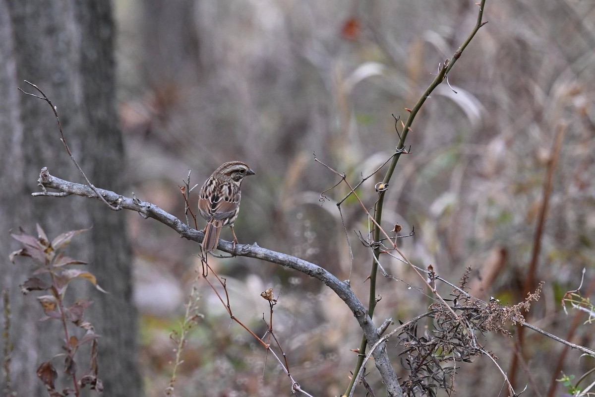 Song Sparrow - ML646674221