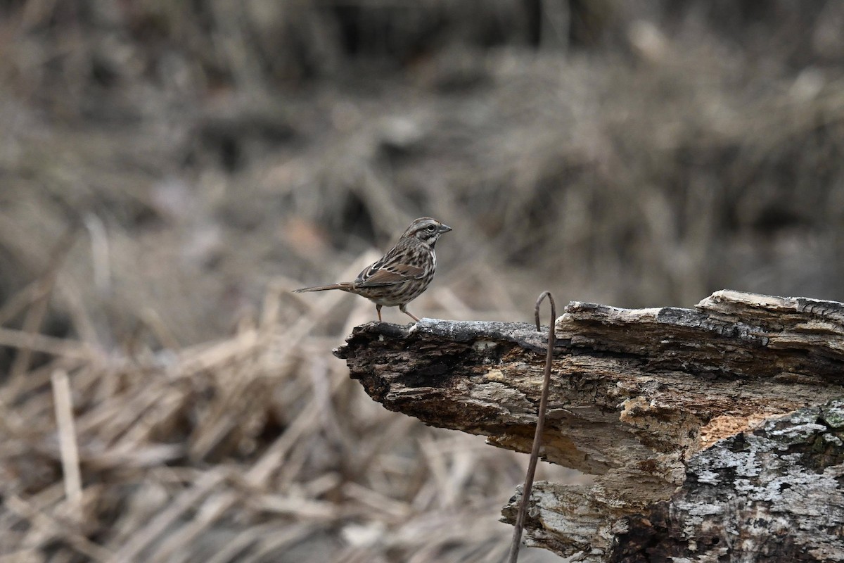 Song Sparrow - ML646674222