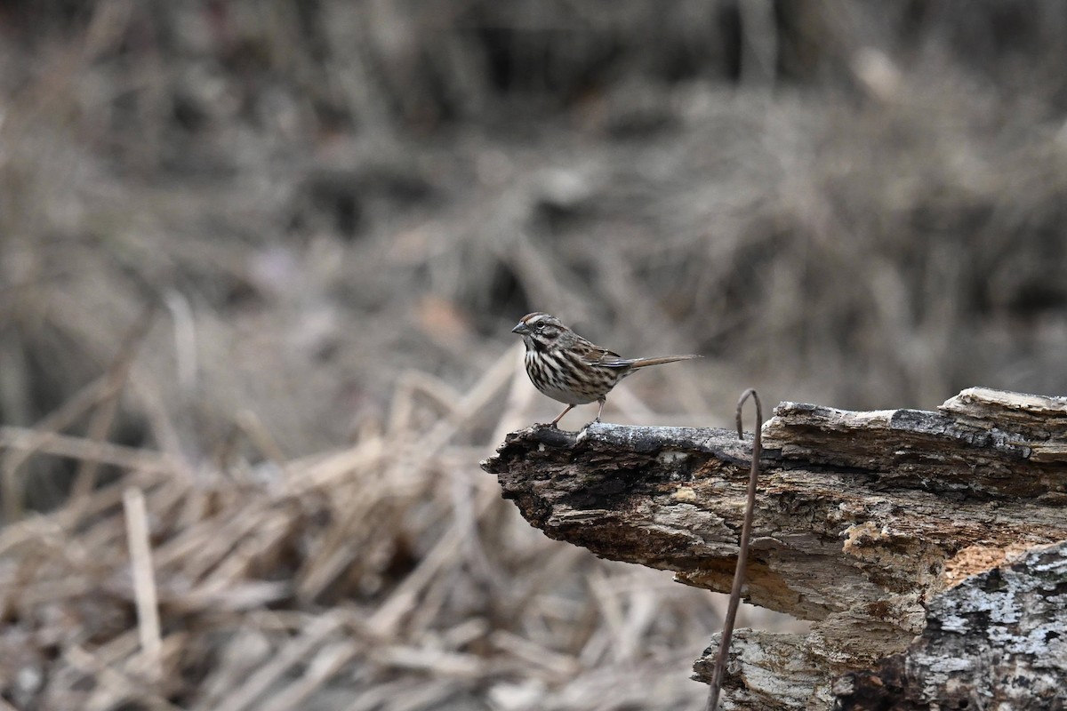Song Sparrow - ML646674223