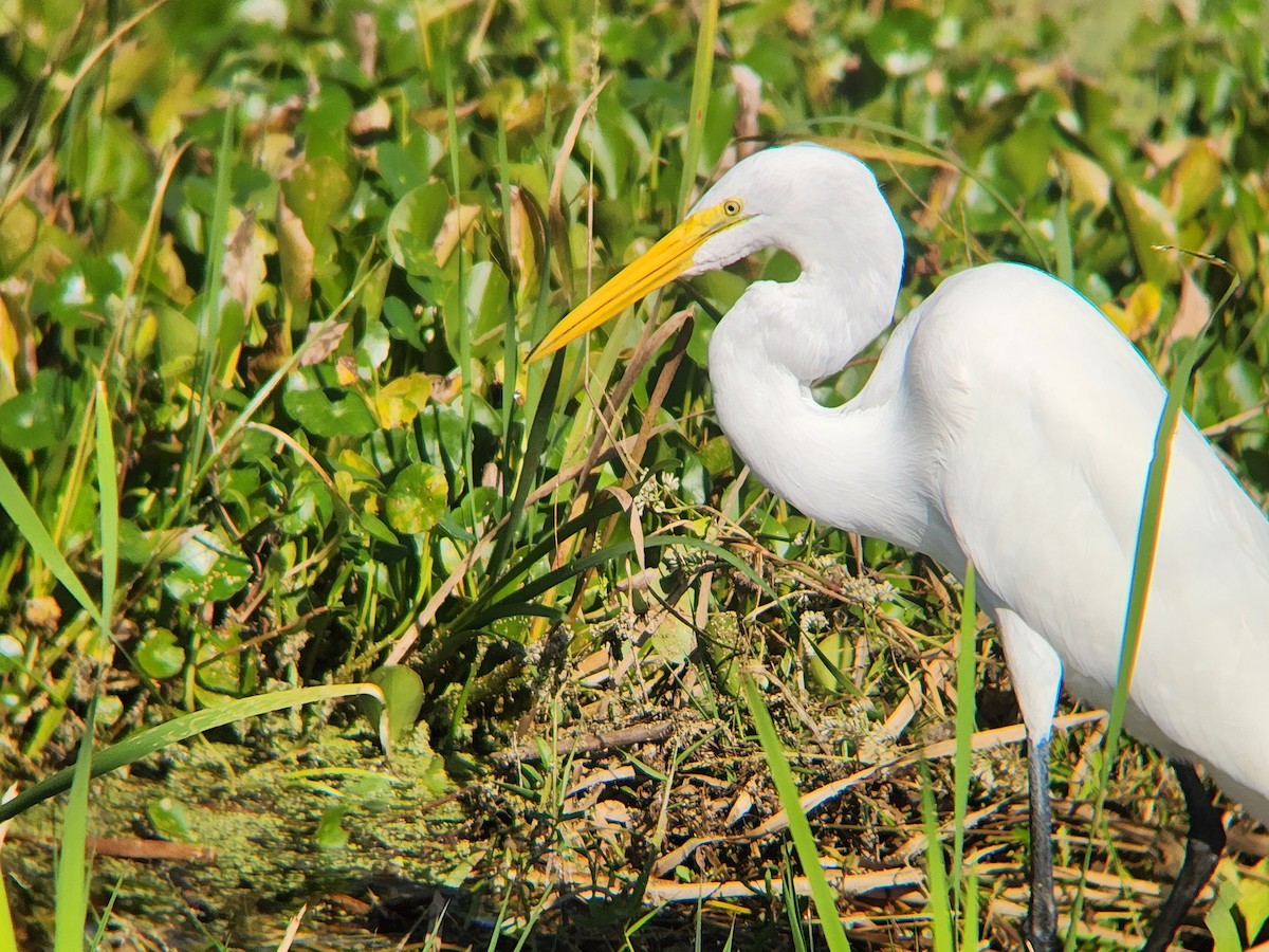 egretthegre - ML646674224