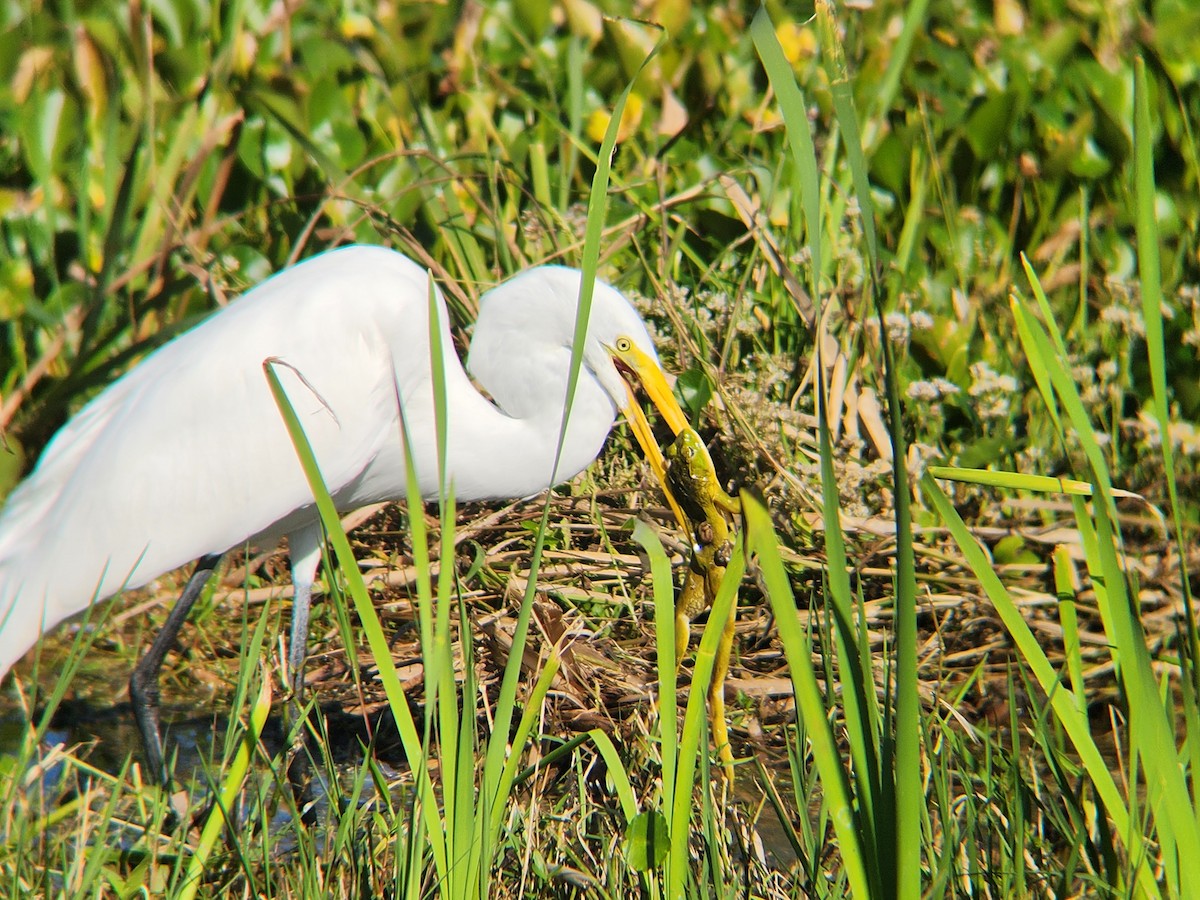 egretthegre - ML646674225