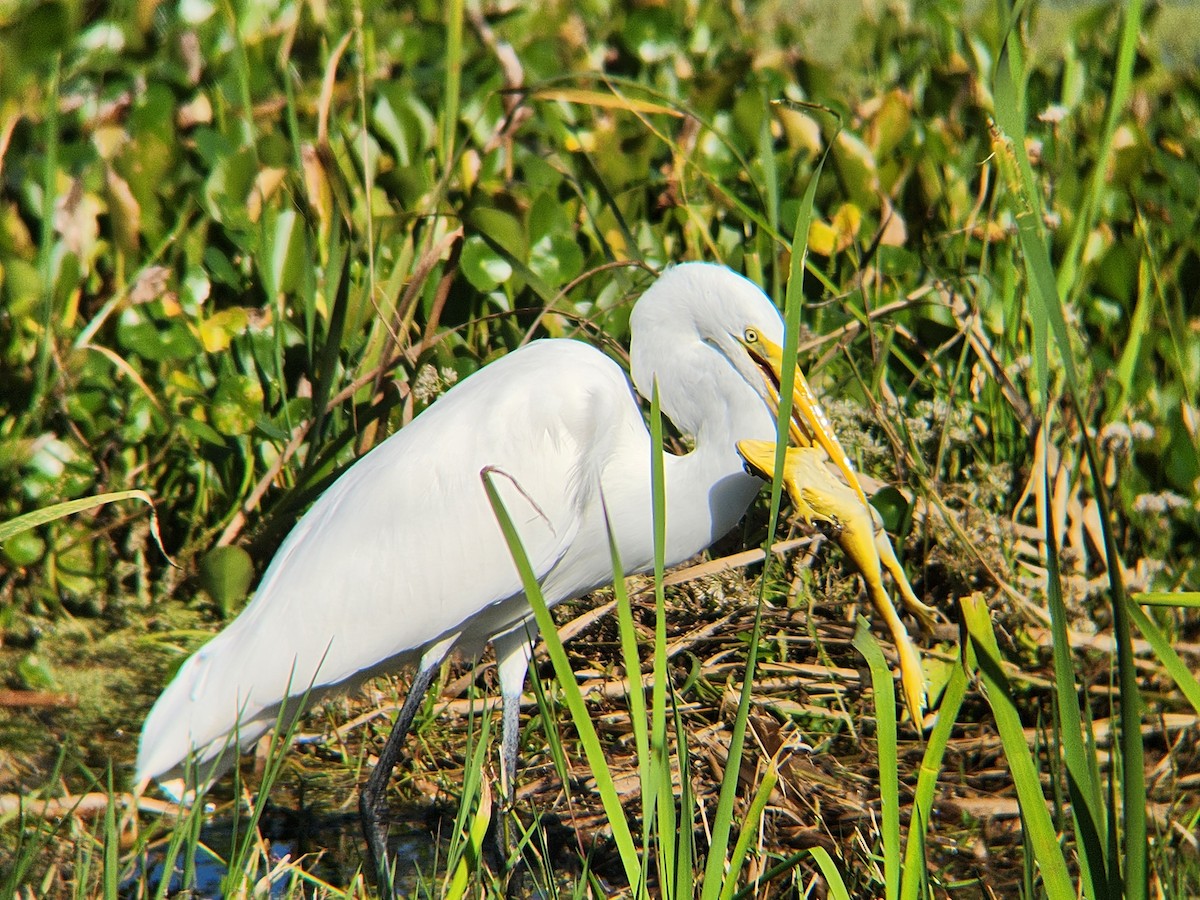 egretthegre - ML646674226