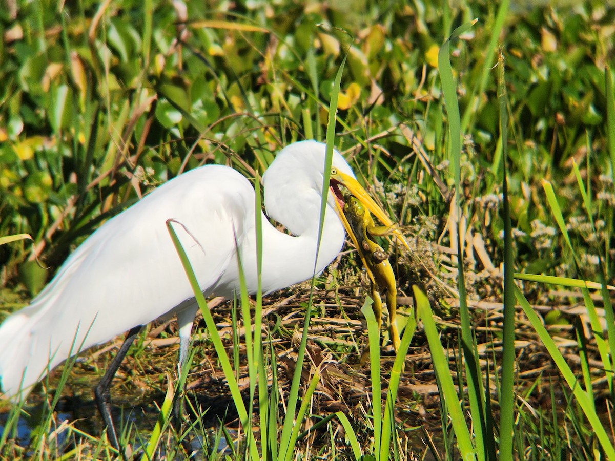 egretthegre - ML646674227