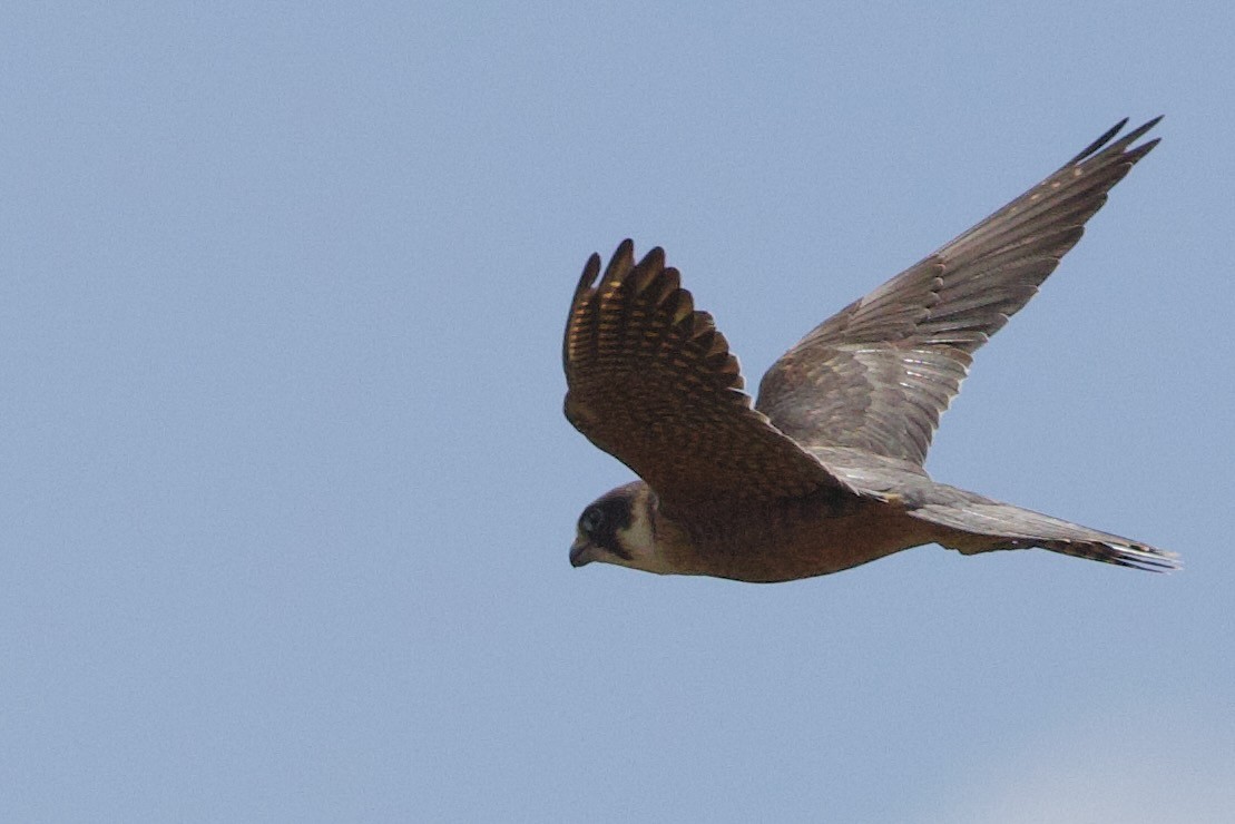 Australian Hobby - ML646674228