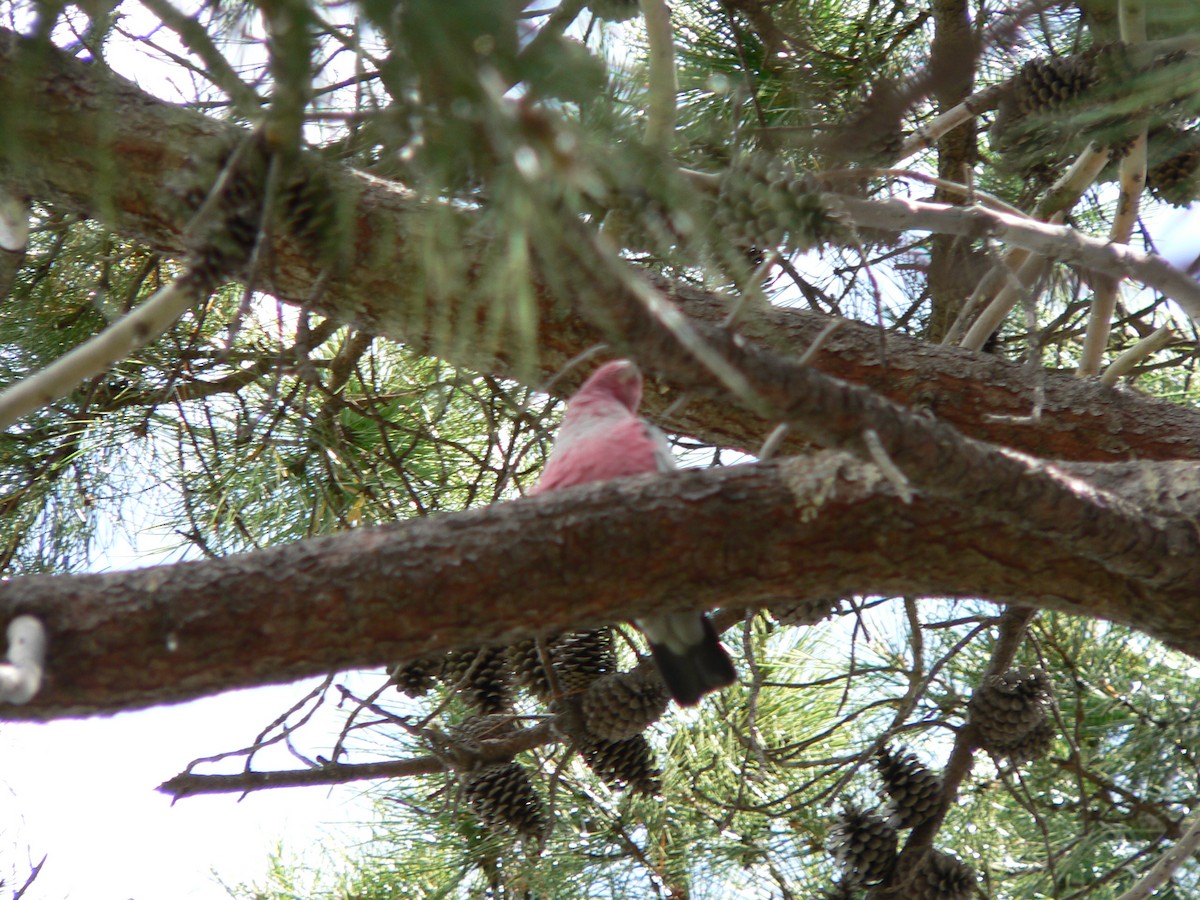 Розовый какаду - ML646674229