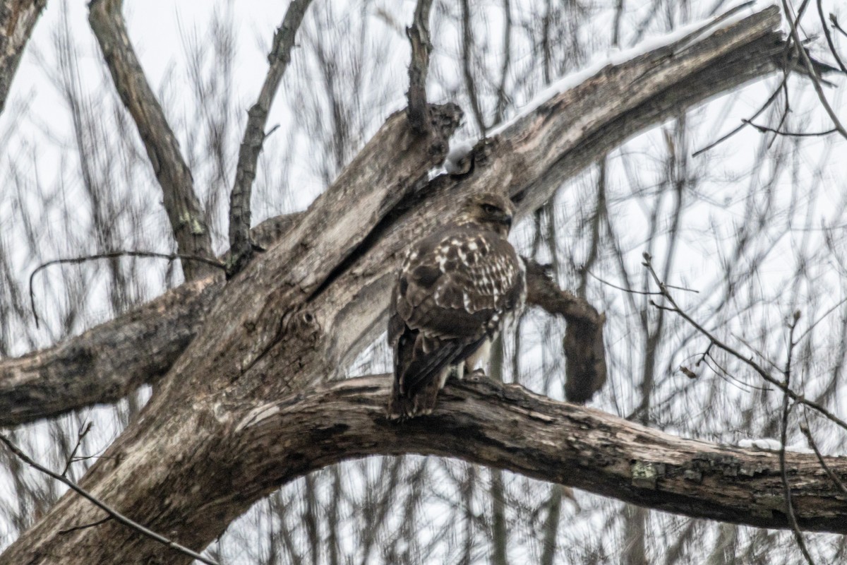Buse à queue rousse - ML646674230