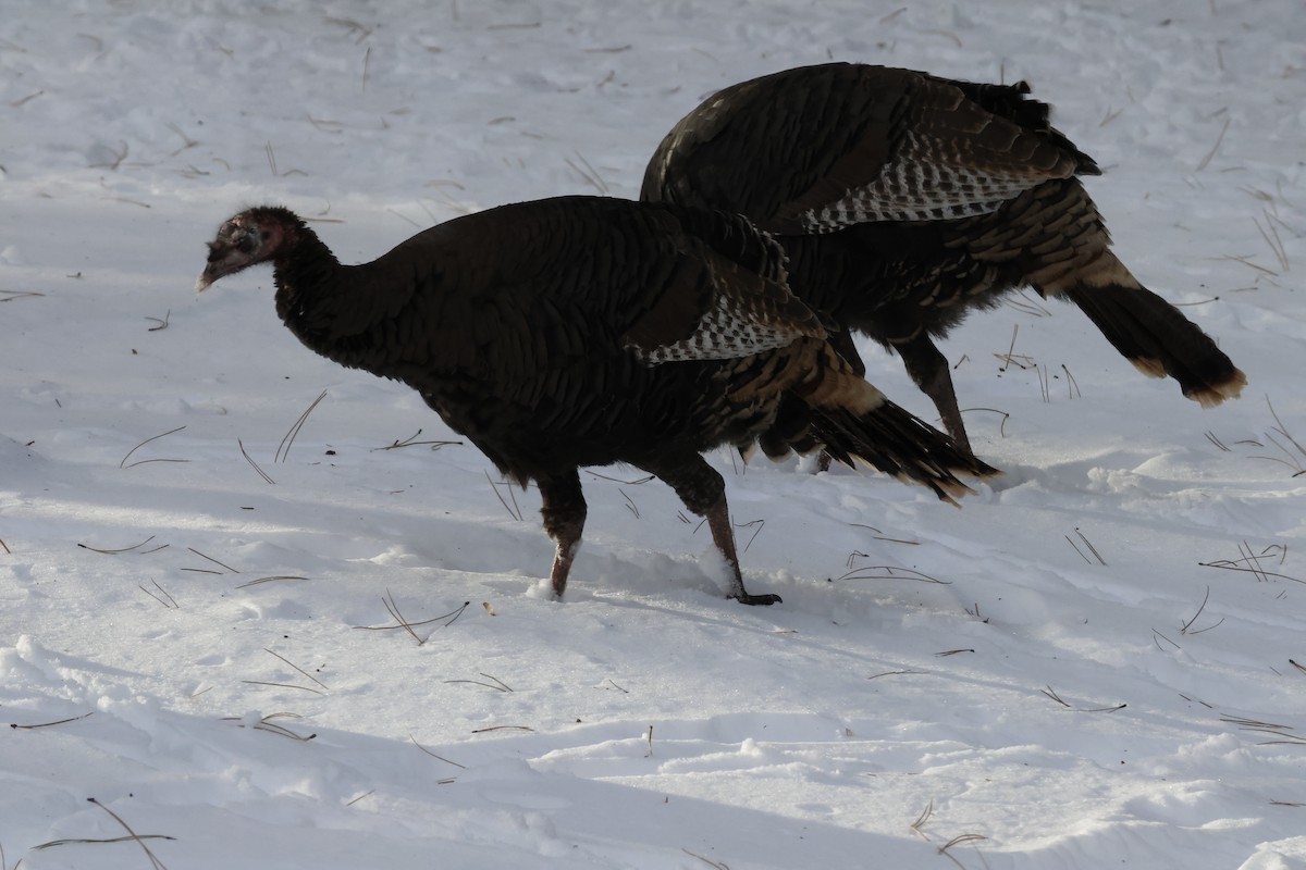 Wild Turkey - ML646674231