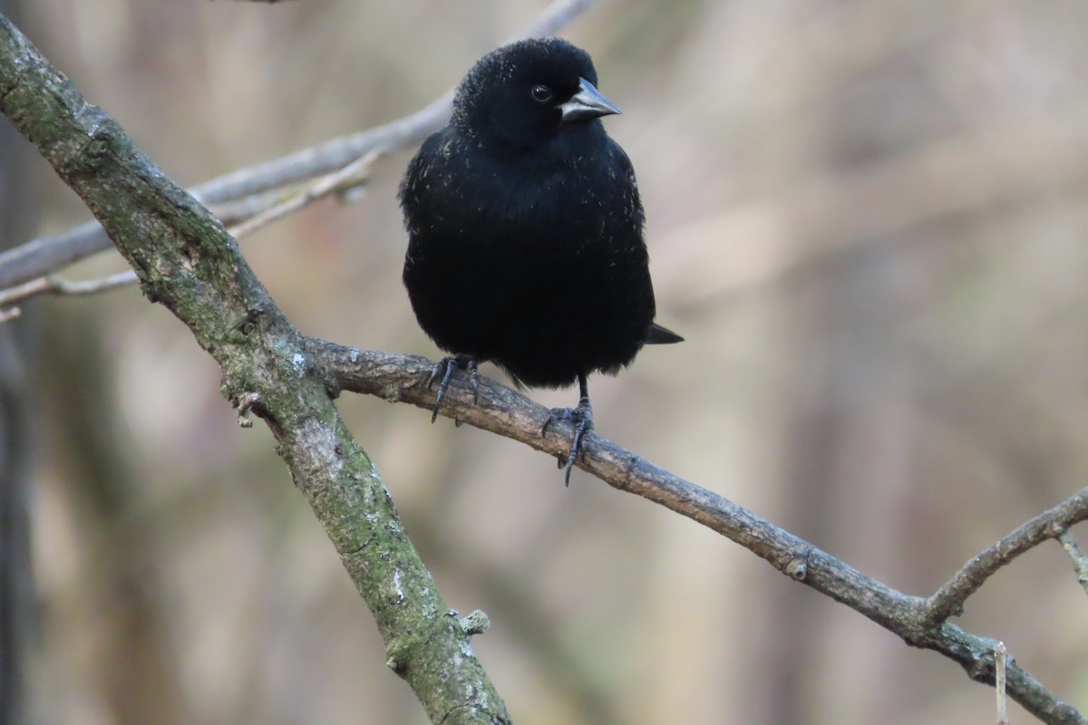 Red-winged Blackbird - ML646674235