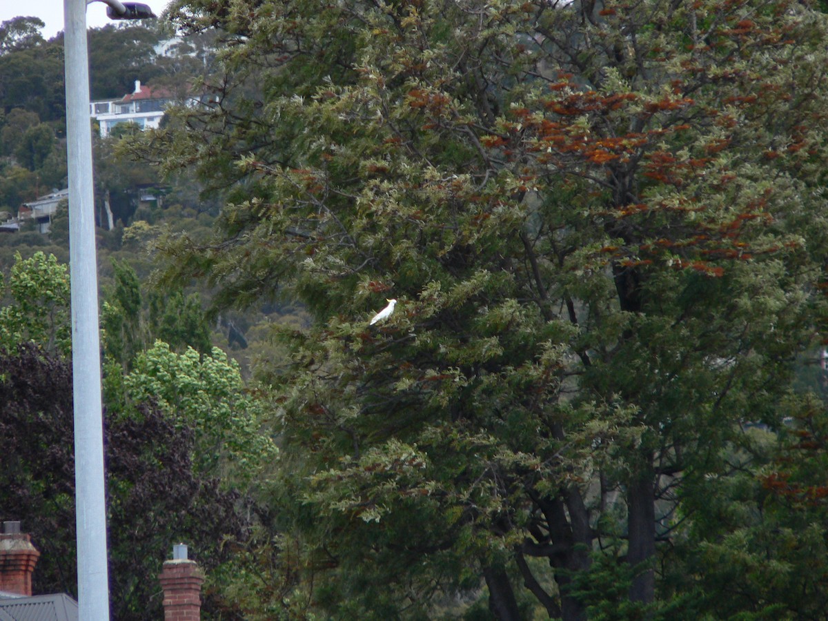 Большой желтохохлый какаду - ML646674237