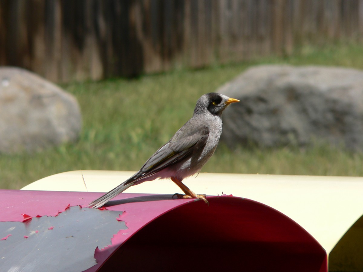 Черношапочная манорина - ML646674238