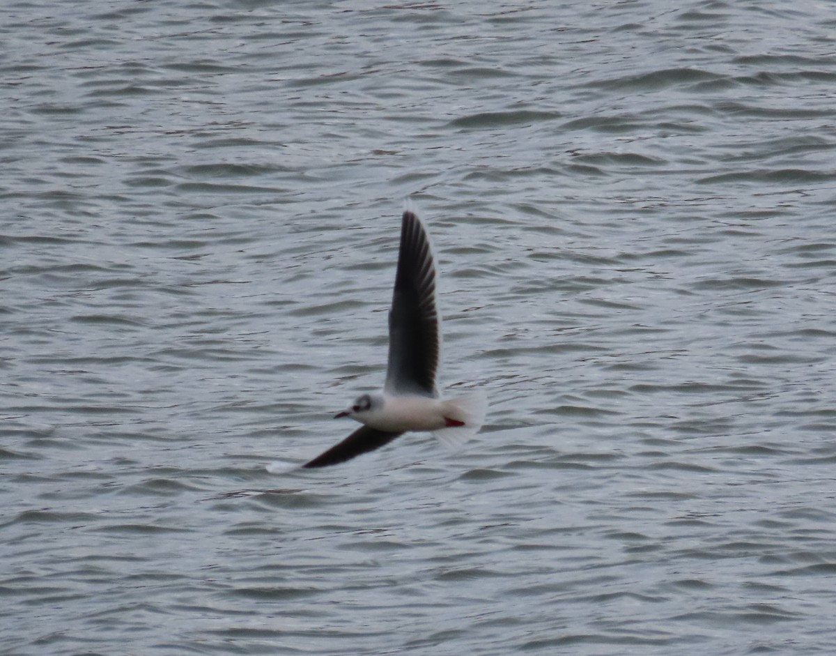 Little Gull - ML646674239
