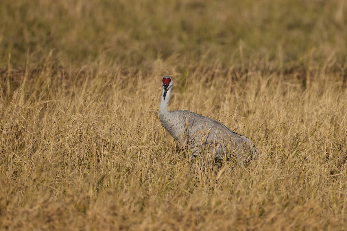 沙丘鶴 - ML646674242