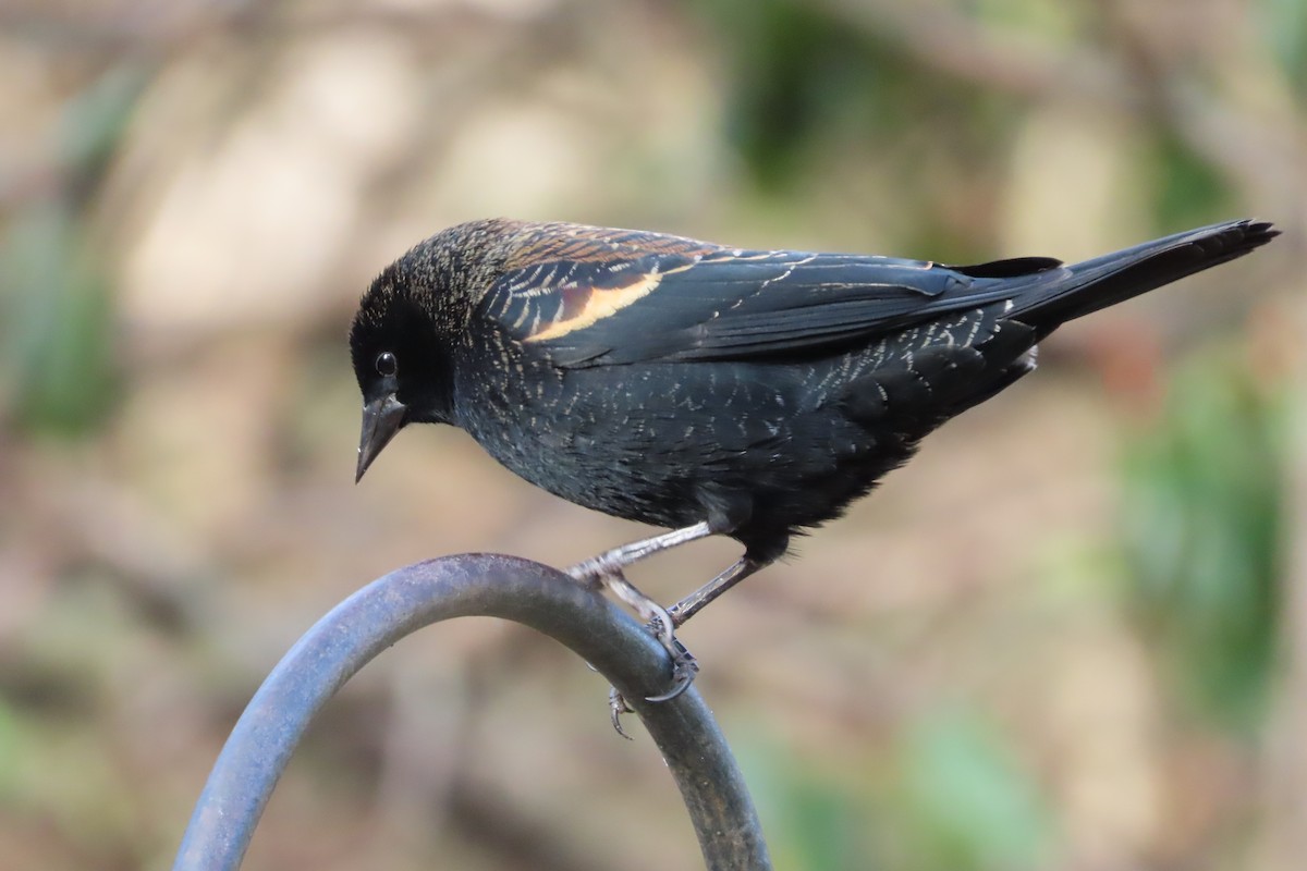Red-winged Blackbird - ML646674244