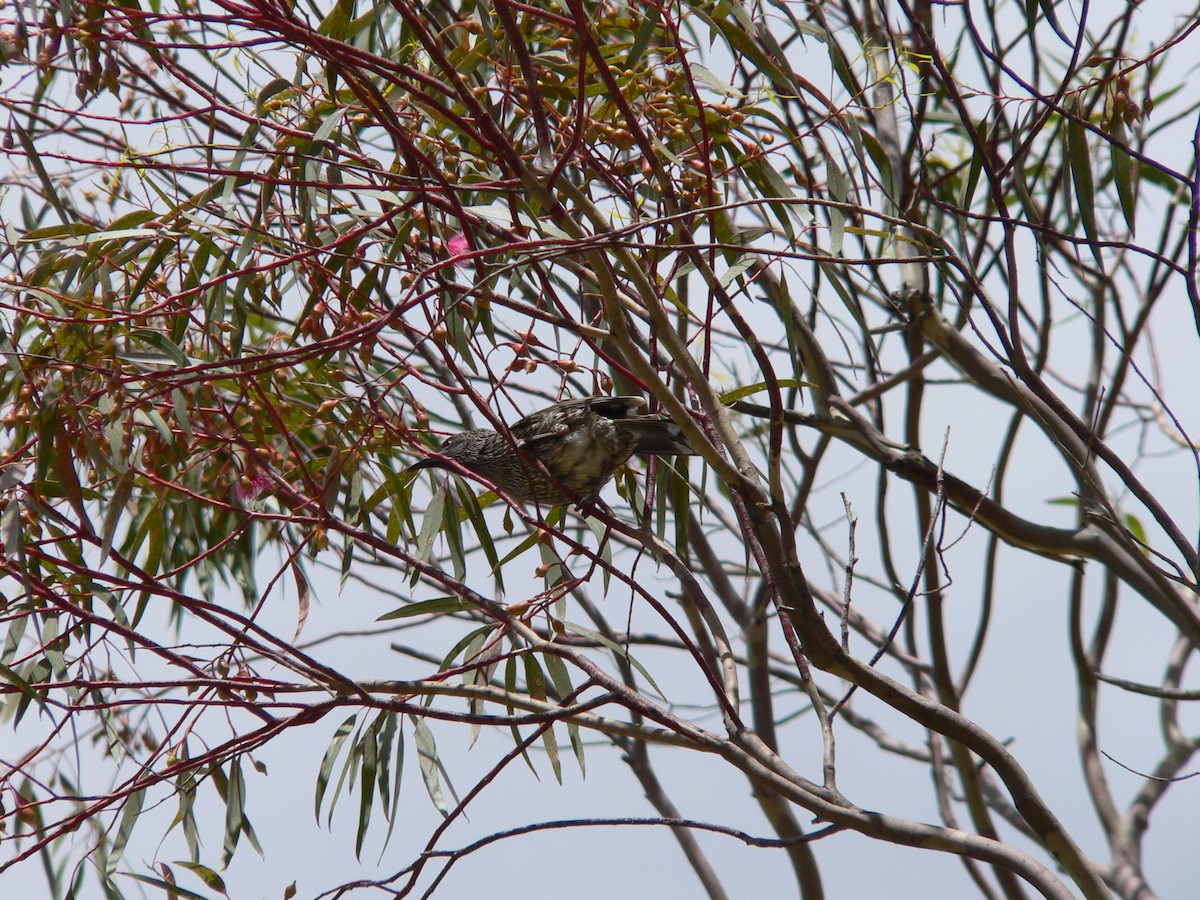 Рыжекрылый серёжкоух - ML646674246