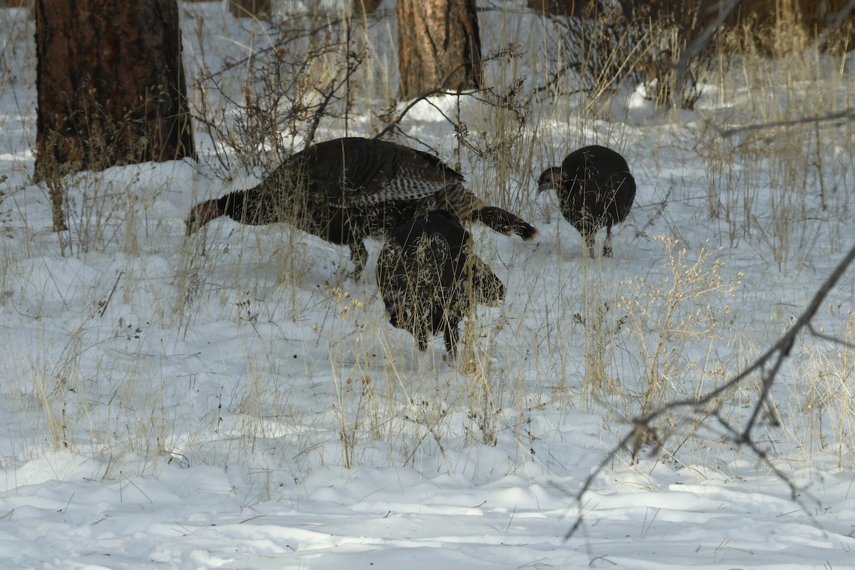 Wild Turkey - ML646674248