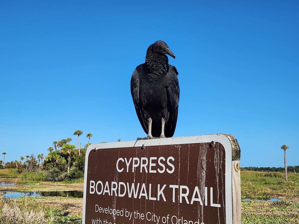 Black Vulture - ML646674249