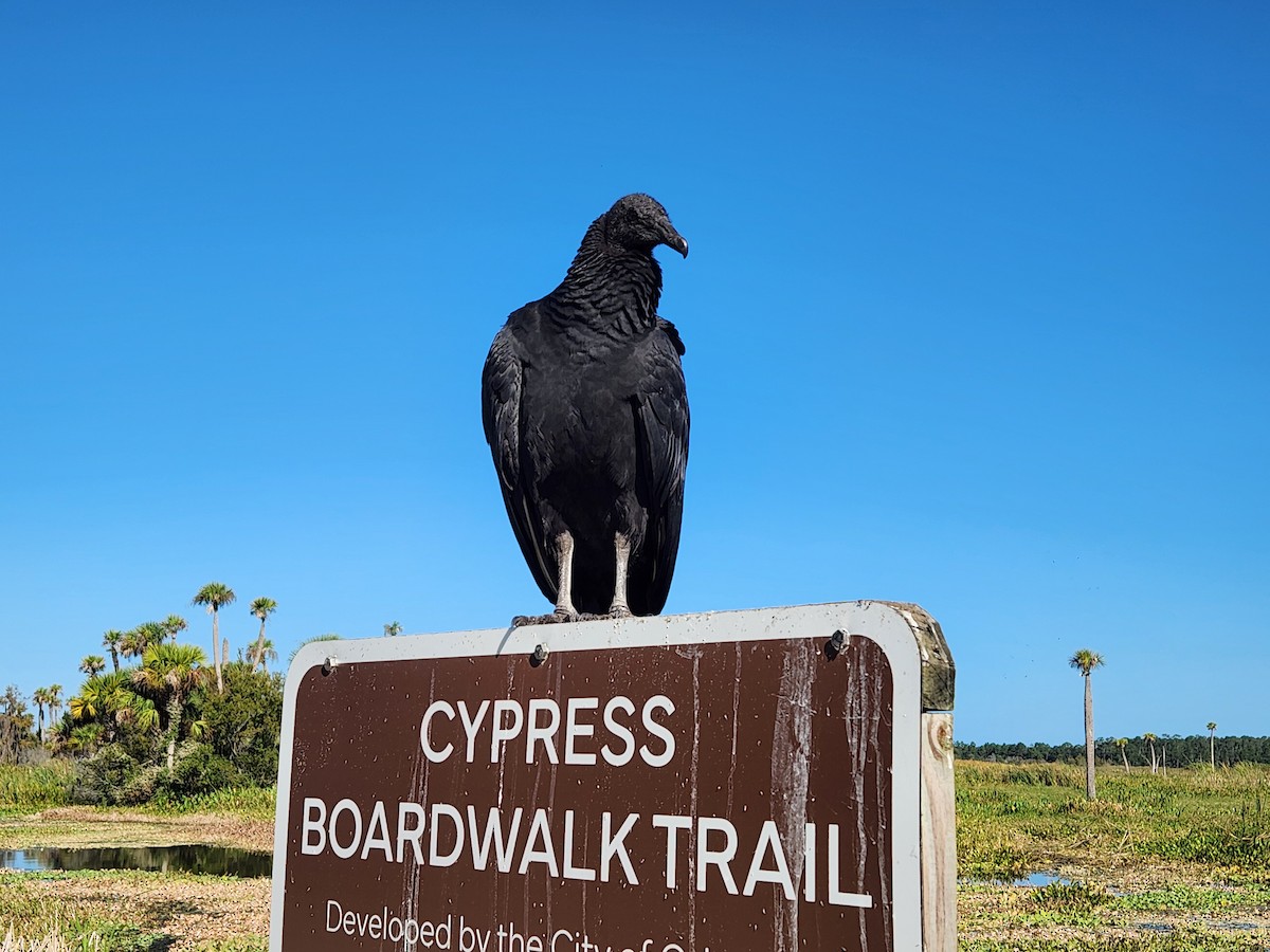 Black Vulture - ML646674250