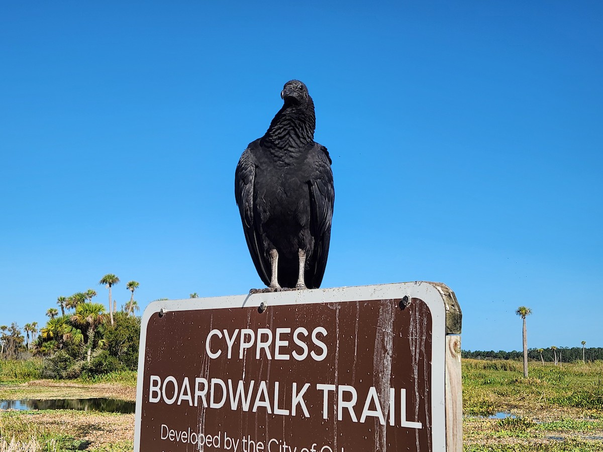 Black Vulture - ML646674251