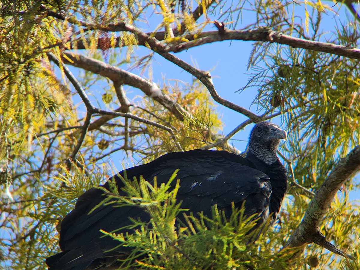 Black Vulture - ML646674252