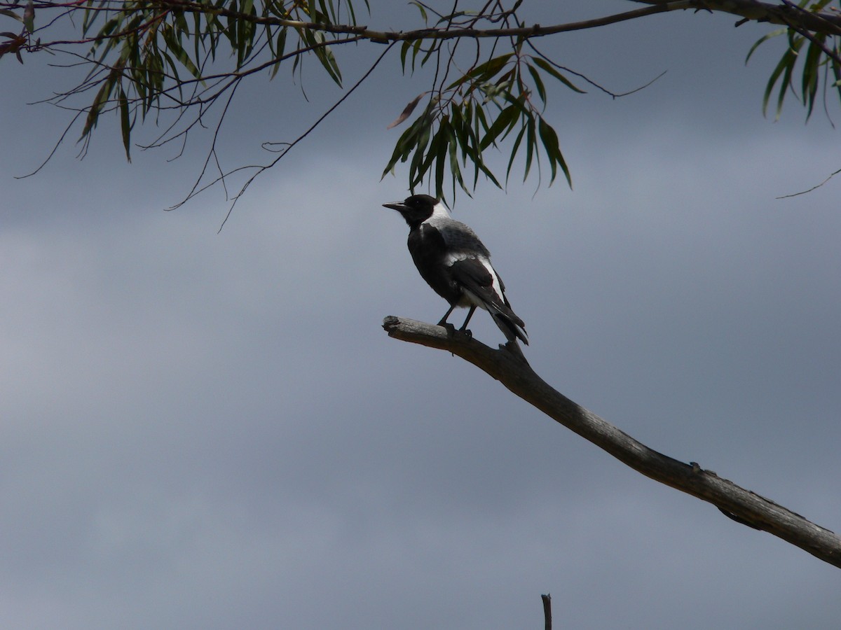 Буругонг, ворона-свистун (hypoleuca) - ML646674253