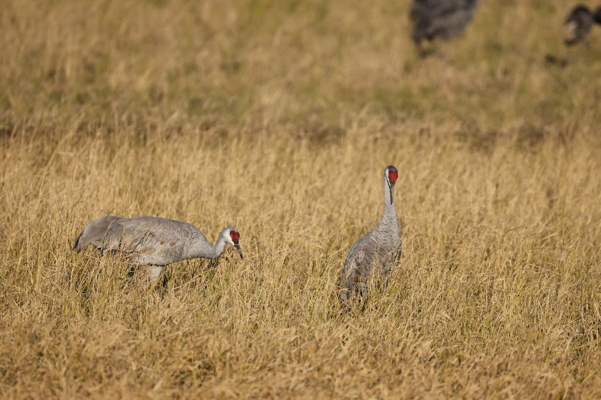沙丘鶴 - ML646674254
