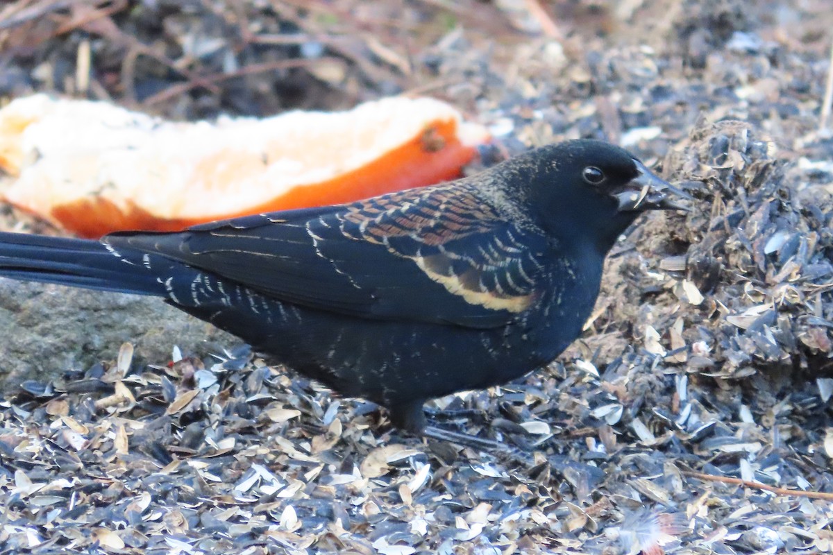 Red-winged Blackbird - ML646674256
