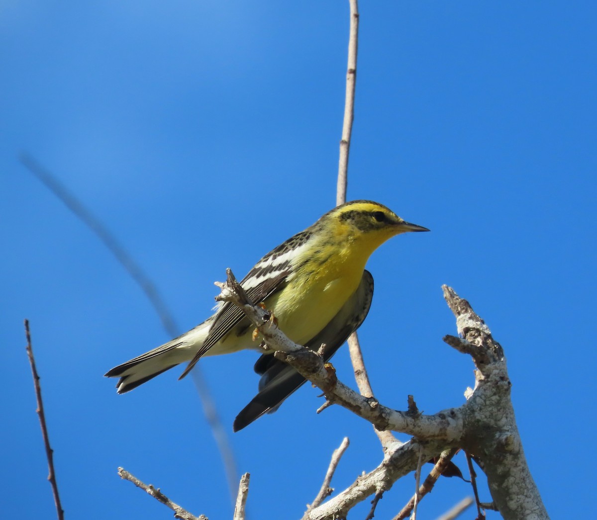 Blackburnian Warbler - ML646674257