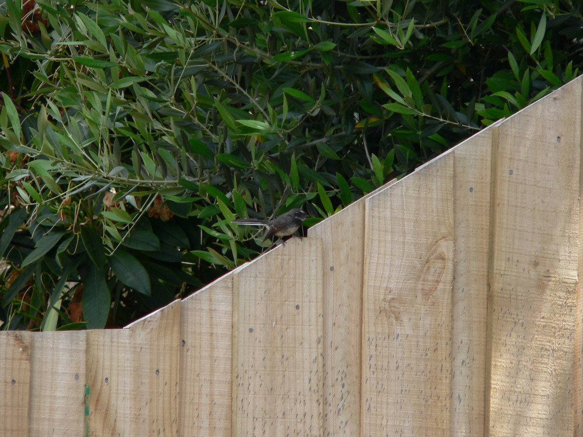 Серая веерохвостка - ML646674258