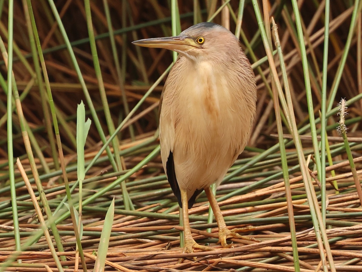 Yellow Bittern - ML646674259